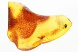 Detailed Fossil Predatory Snipe Fly (Rhagionidae) In Baltic Amber #381321-1